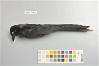 藏品(大卷尾)的圖片